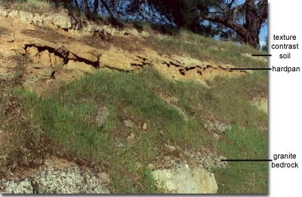 IMAGE: Hardpan in soil profile near Harcourt