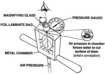 Figure 3: Diagram a leaf in the Pump-Up Pressure Chamber