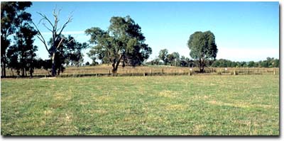 Photo: Typical landscape associated with the Rutherglen loam mapping unit