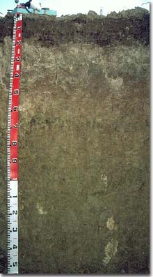 PHOTO: Soil Profile of Site NE44