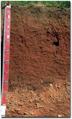 Red Dermosol on river terrace in the Tallangatta Valley in north-east Victoria. Soil Site SG12