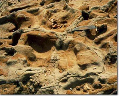 Photo: Indurated Pliocene Gravel