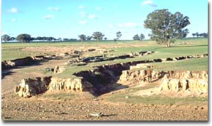 Photo: Land degradation is a major issue associated with Brown Sododols in Victoria