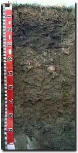 Photo: LP114b Soil Profile