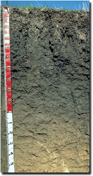 Graph: Site LP115 Soil Profile