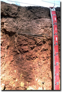 Photo: Soil Pit Site LP41 Profile
