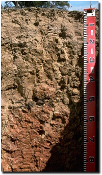 Photo: Soil Pit Site LP42 Profile