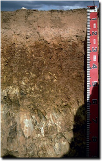 Photo: Soil Site LP43 Profile