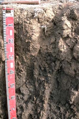 Photo:  Profile photo - Mitiamo soil pit LP50