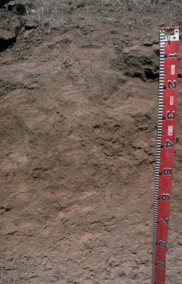 Photo:  Profile photo - Mitiamo soil pit LP53