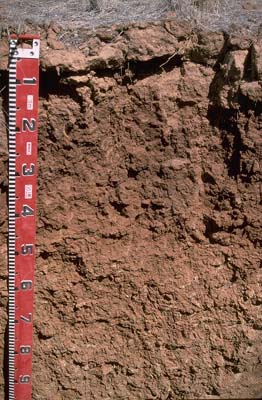 Photo:  Profile photo - Mitiamo soil pit LP54