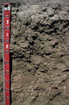 Photo:  Profile photo - Mitiamo soil pit LP58
