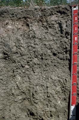 Photo:  Profile photo - Mitiamo soil pit LP59
