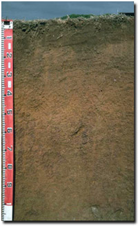 Photo: Soil Site LP60 Profile