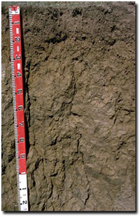 Photo: Site LP61b Soil Profile