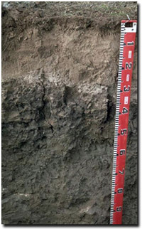 Photo: Site LP65 Soil Profile