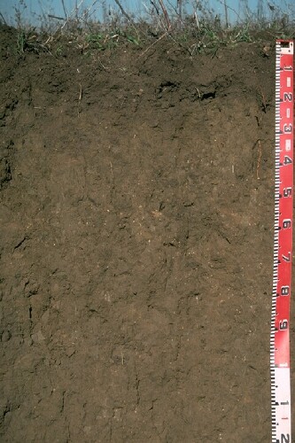 Photo: Site LP66 Soil Profile