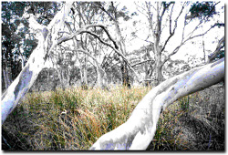 Photo: Riparian Woodland vegetation directly adjacent from the Avoca River
