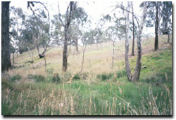 Photo: Runnymede Recreation Reserve in spring 2002