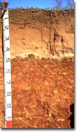 Red Sodosol with deep, sandy surface horizons overlaying sodic subsoil