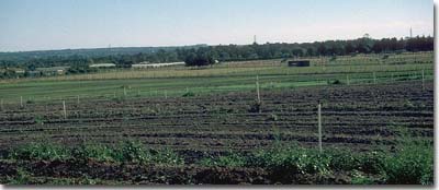 PHOTO: Soil Site GP 21 Landscape