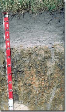 PHOTO: Soil Site GP21 Profile