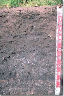 PHOTO: Soil Site GP23 Profile