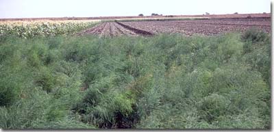 Photo: Asparagus cropping on Black Vertosol near Dalmore.