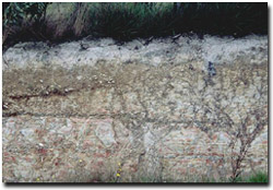 Photo: Langwarrin loam soil profile near Langwarrin