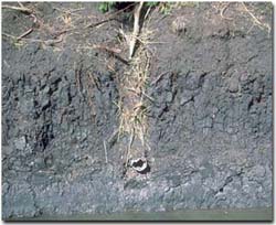 Photo: Example of subsurface drainage in Dalmore clay soil