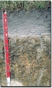 Photo: Example of Toomuc sandy loam soil near Cranbourne.