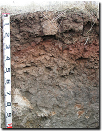 Photo: Cracking clay soil near Werribee