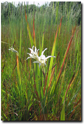 Photo: Wild Gladiolus can potentially infest large tracts of poorly drained areas.