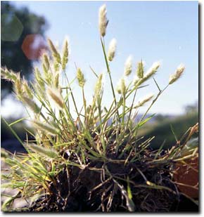 Image:  Annual Beard Grass plant
