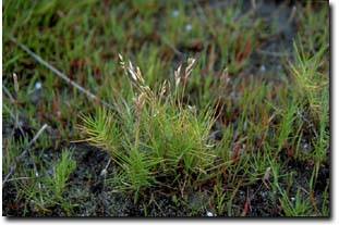 Image:  Australian Salt Grass