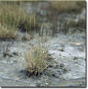 Image:  Australian Saltmarsh Grass