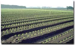 Photo: Celery cropping near Cranbourne on Brown Chromosol soils.