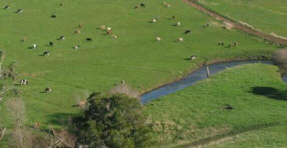 Photo of cows grazing a paddock vulnerable to wet soil conditions