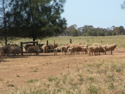 Sheep graze in lucerne paddock