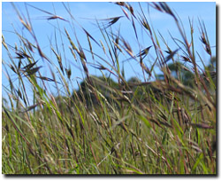 Photo: Themeda Triandra Kangaroo Grass