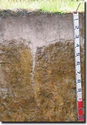 Brown Sodosol in far West Gippsland with distinct columnar structure in subsoil and sandy surface horizons