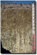 An example of a sodosol soil