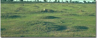 Photo: Land surface characterised by gilgai