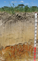 example of a sandy grains soil