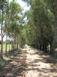 State of the art irrigation -  tree lined farm trackt
