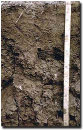 Photo: Soil Pit Profile from Kalkee Site IS8