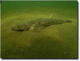 Photo:  Tagged flathead post release