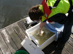 Photo:  Recovery of Black Bream after tagging