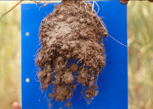 Image:  SFS 17 crop root development