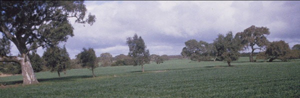 Image:  SFS 19a landscape